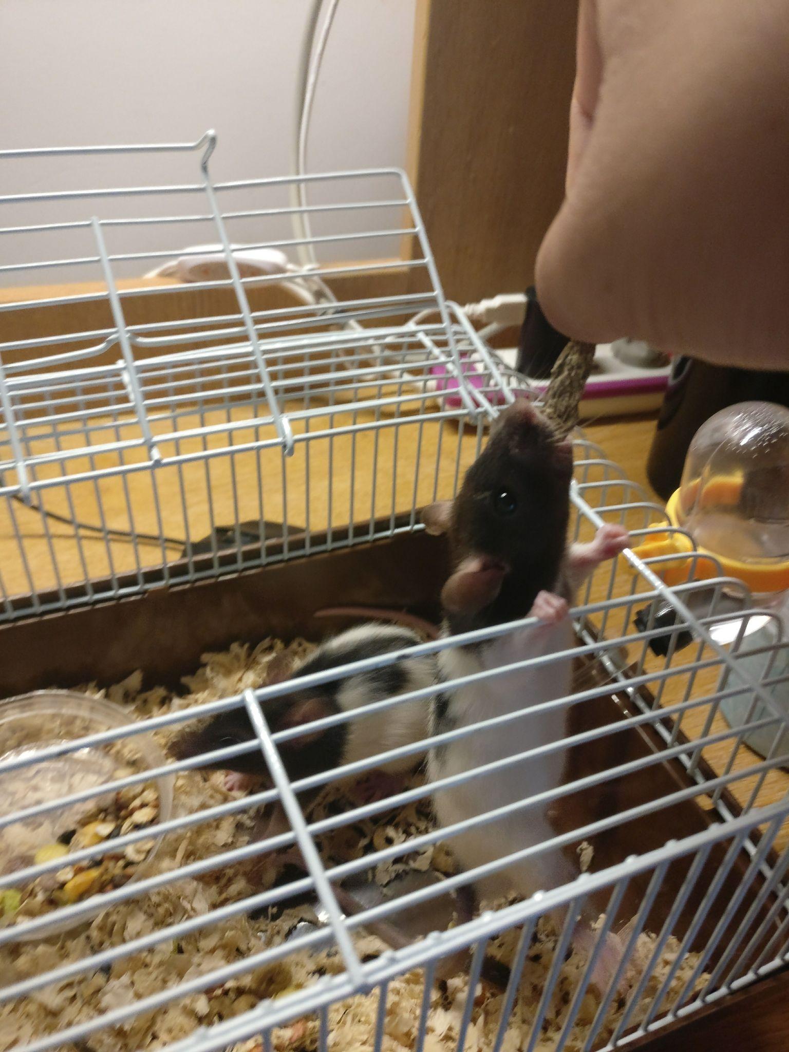 怎么养花枝鼠呢 v2-d2347433159b77646cdd1866628cc45d_r.jpg