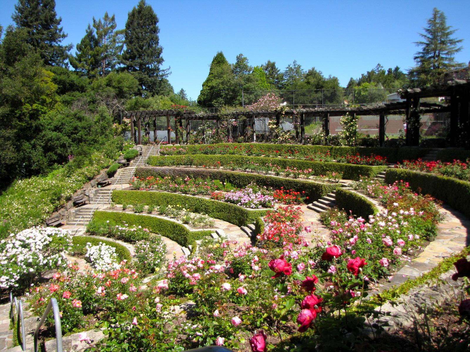 玫瑰花园 免费图片 - Public Domain Pictures