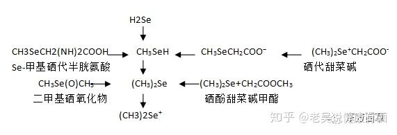 用於癌症預防的硒化學形態