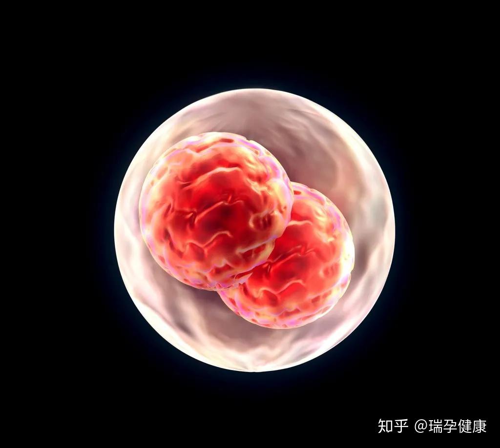 鲜胚VS冻胚 | 试管婴儿胚胎移植选哪个好? - 知乎
