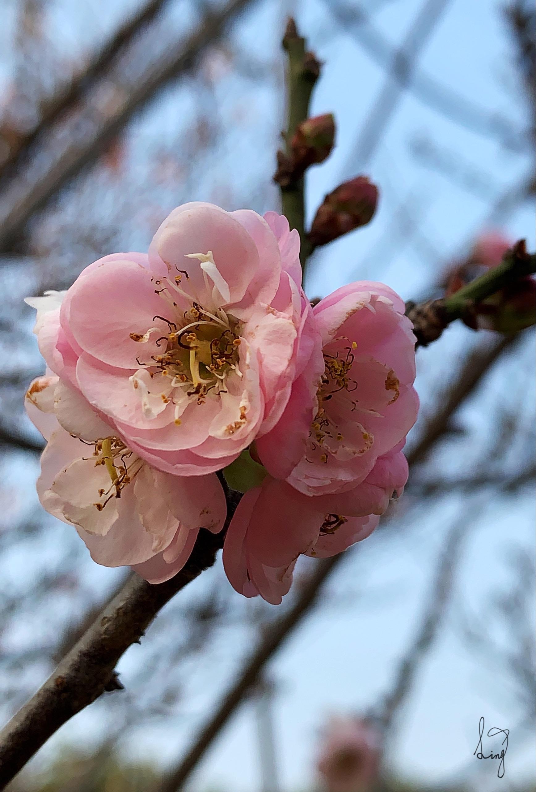 让人惊艳的梅花园!地铁二号线侨香c出口,出来慢走十五分钟就到了.010