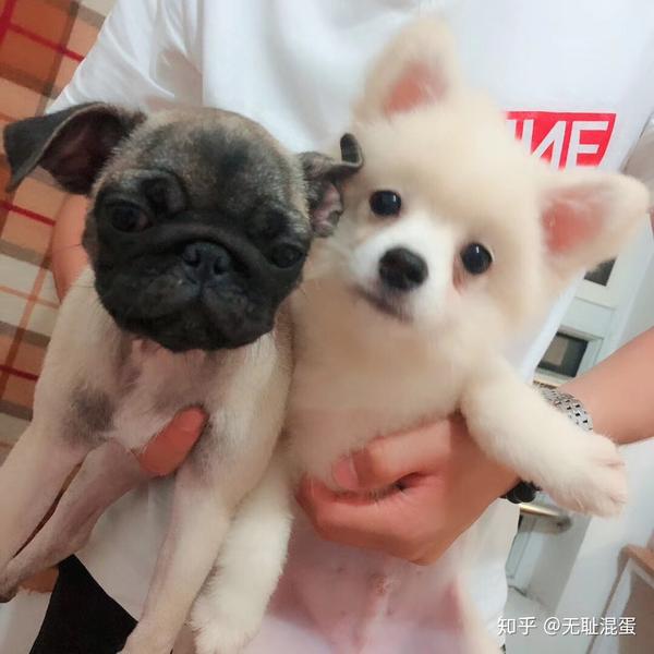 博美和比熊哪个好看,哪个比较好点?