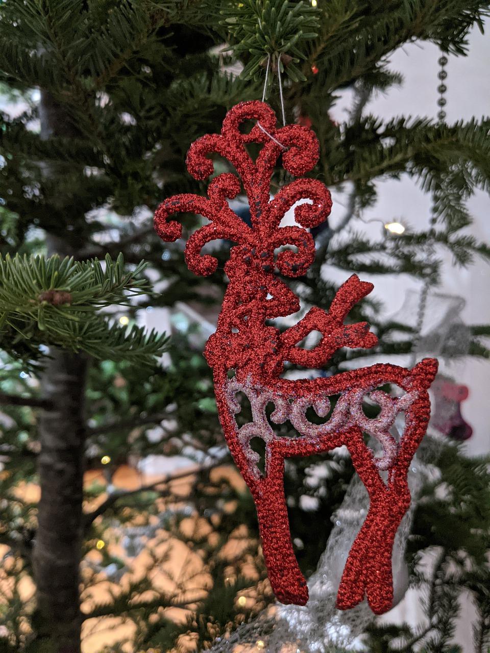 3. 灯笼树种植技巧