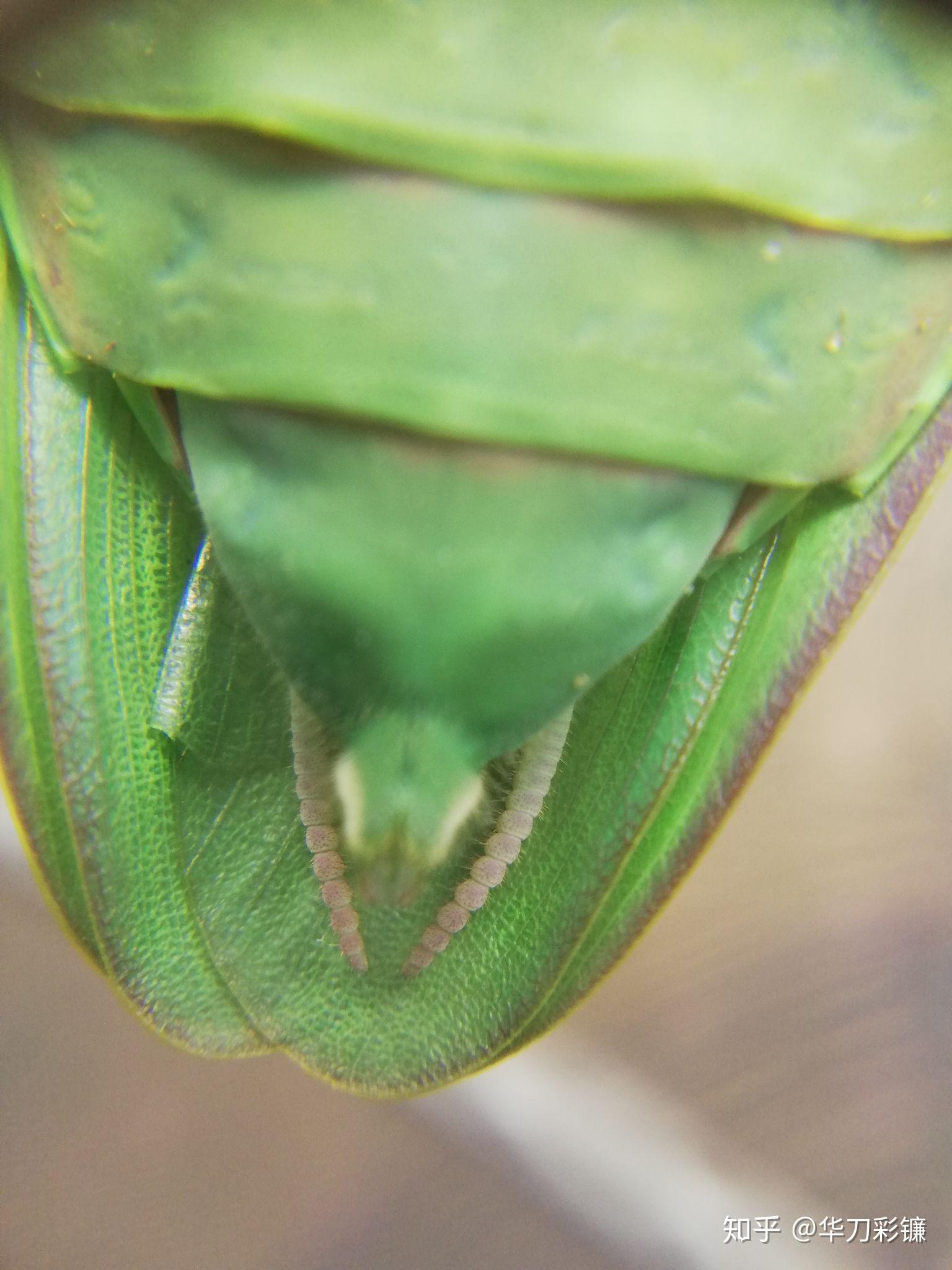 如何从尾部辨别螳螂的雌雄