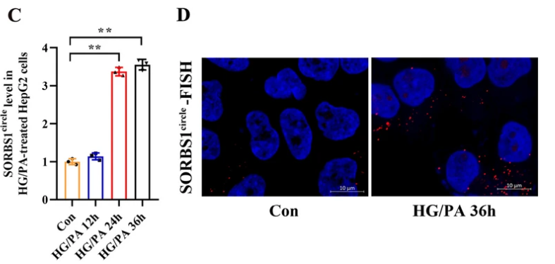 云序客户if83血清eccdna测序助力t2dm糖尿病生物标志物新发现