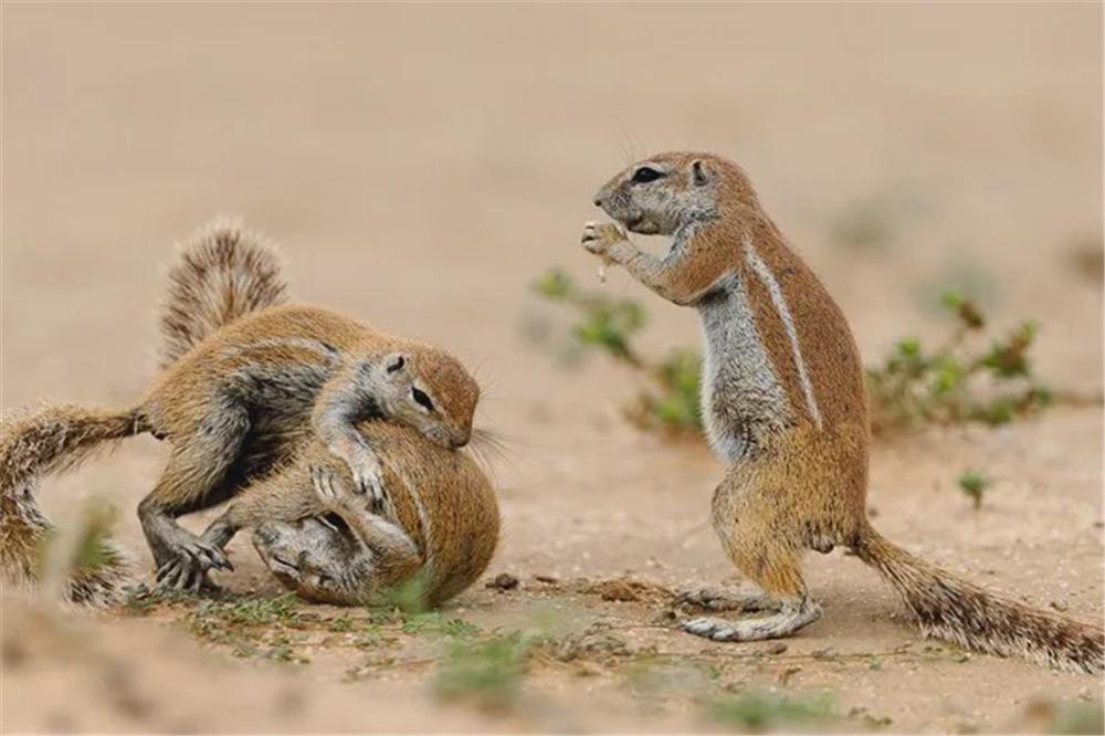 非洲一神秘松鼠见面碰鼻子认亲戚尾巴还会发旗语让同伴跑