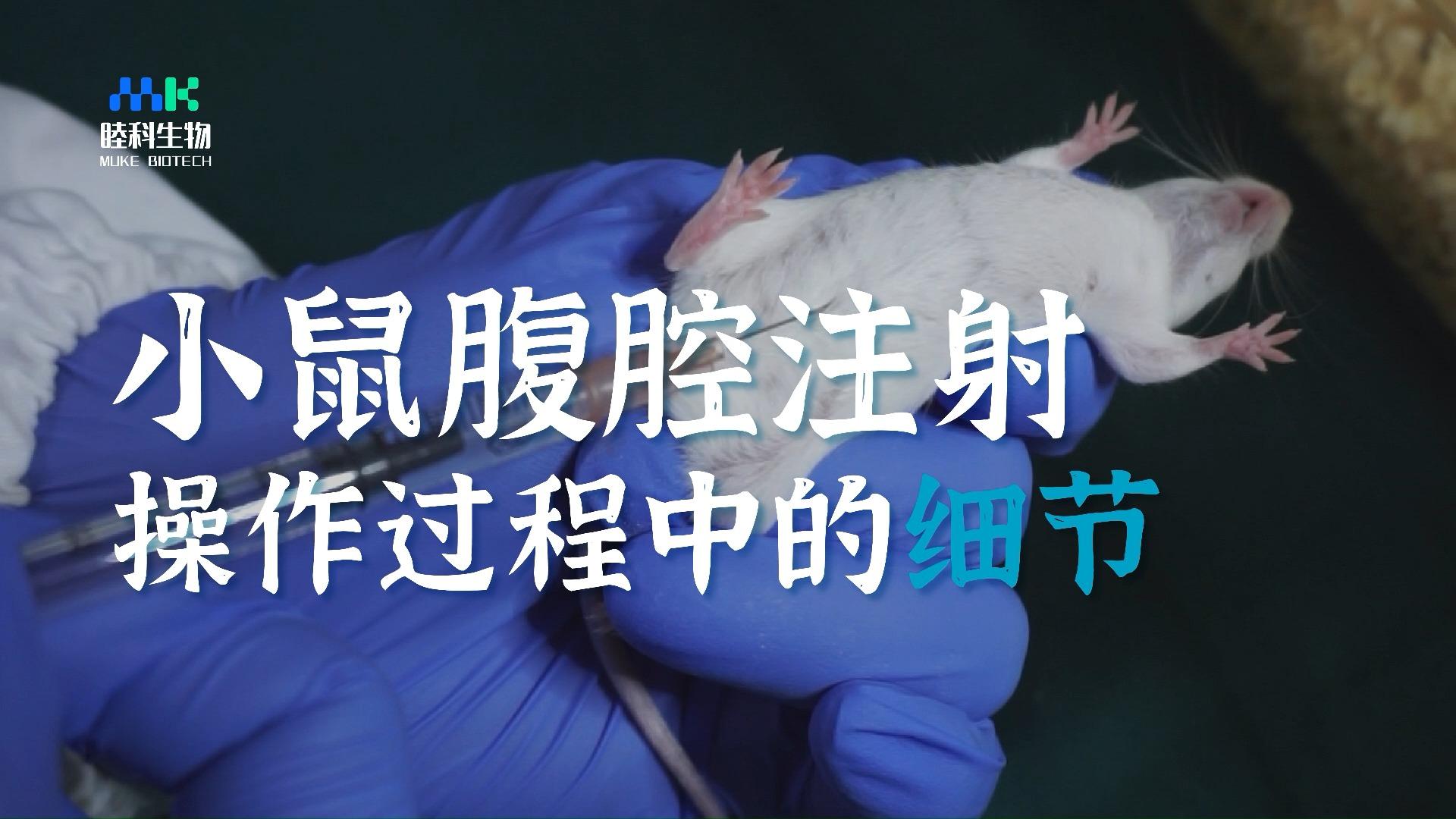 动物实验小鼠腹腔注射操作和过程细节