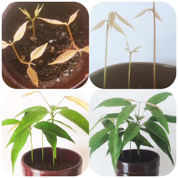 荔枝盆栽养成记 - 知乎
