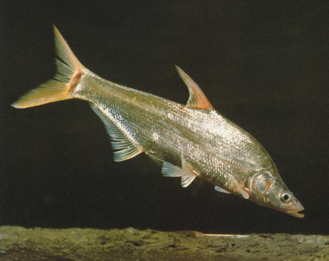 请问这是什么鱼啊学名叫什么