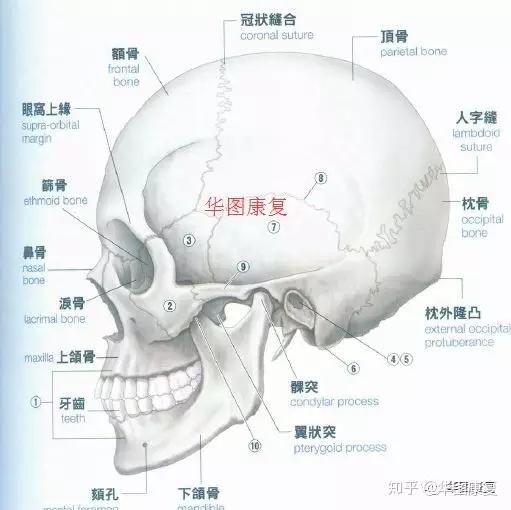 6―乳突7―颞骨             8―鳞缝          9―颞弧10―喙