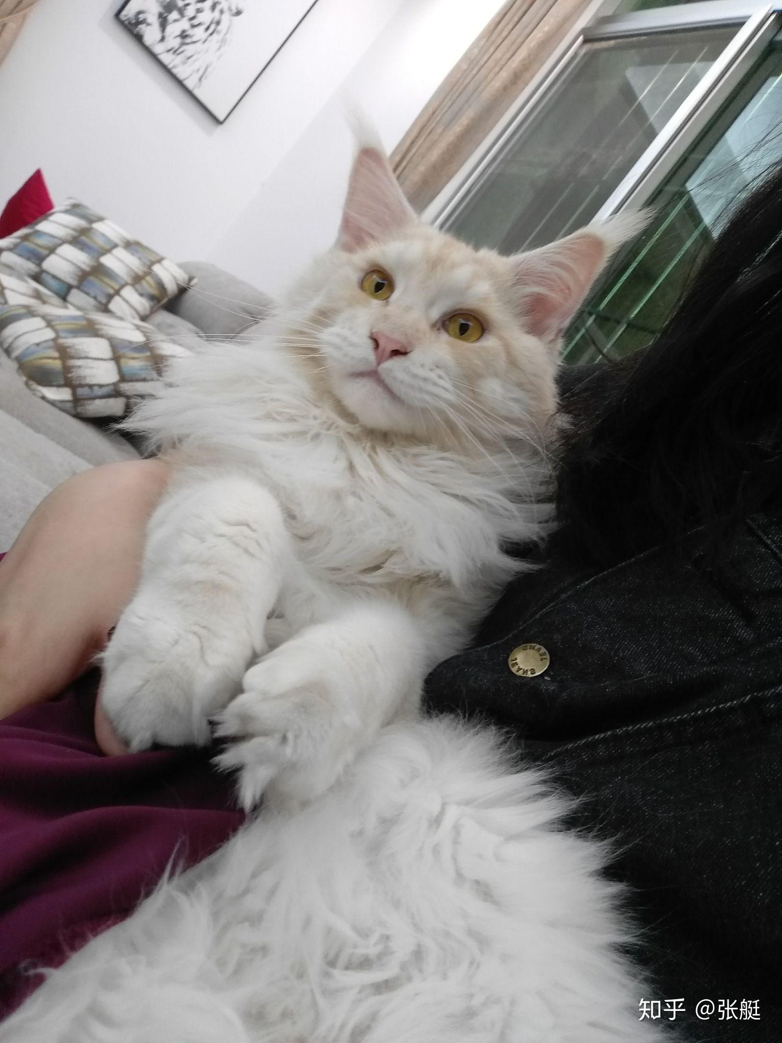 在中国南方养缅因猫会不会太热了