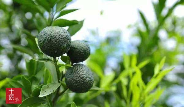 柑普茶分类:柑普茶的种类有哪些?原来是这样划分的 - 知乎