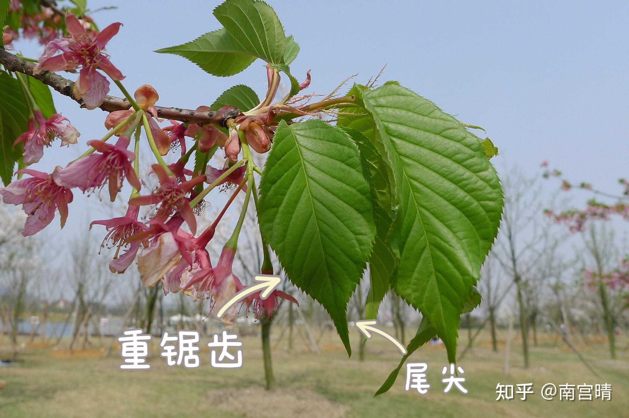 春季常见樱花有哪些?如何区分早樱、中樱、晚樱? - 知乎