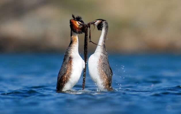 长尾山雀也会求偶鸟类求偶行为介绍