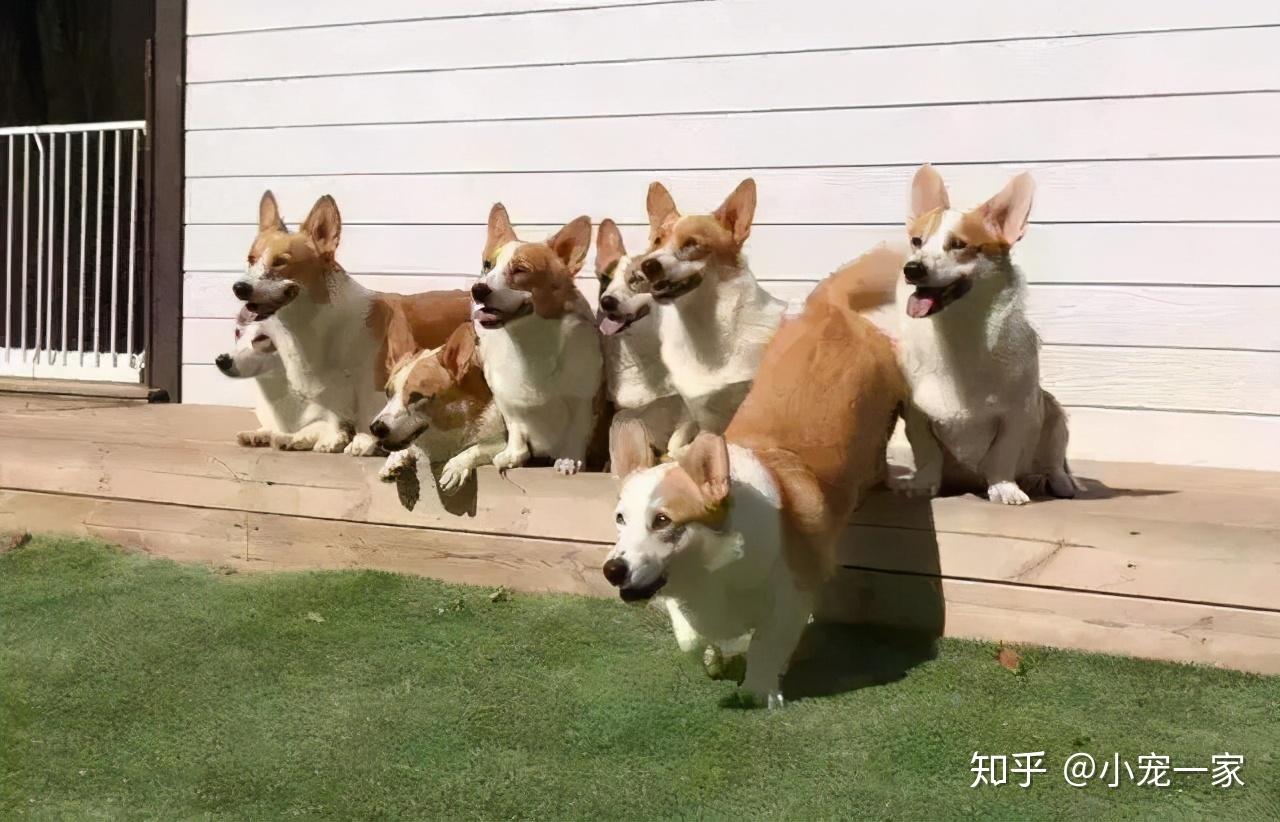 五抓狗灵官狗能养吗说报仇或者报恩还有说不吉利