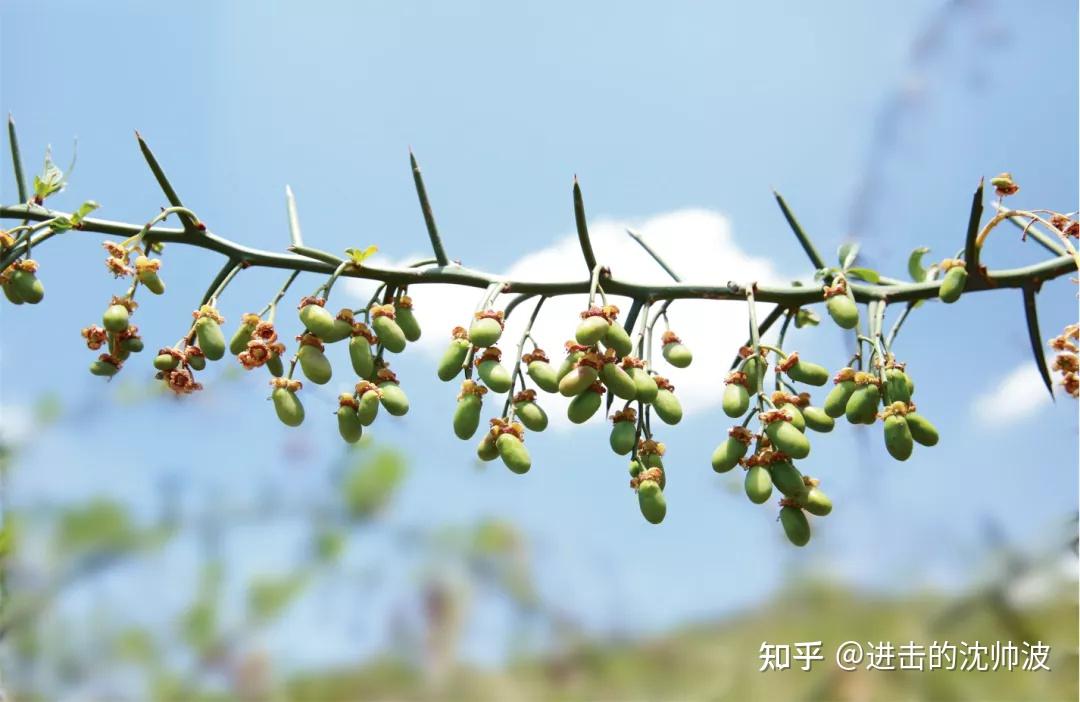 從馬齒莧,青刺果,滇山茶,滇重樓等高原植物中提取核心成分.