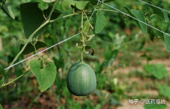 带你识别天仙藤 - 知乎