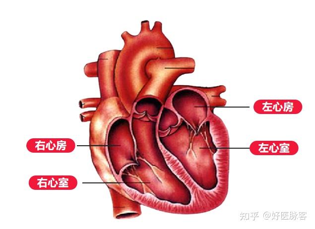 如何读懂超声心动图？ - 知乎