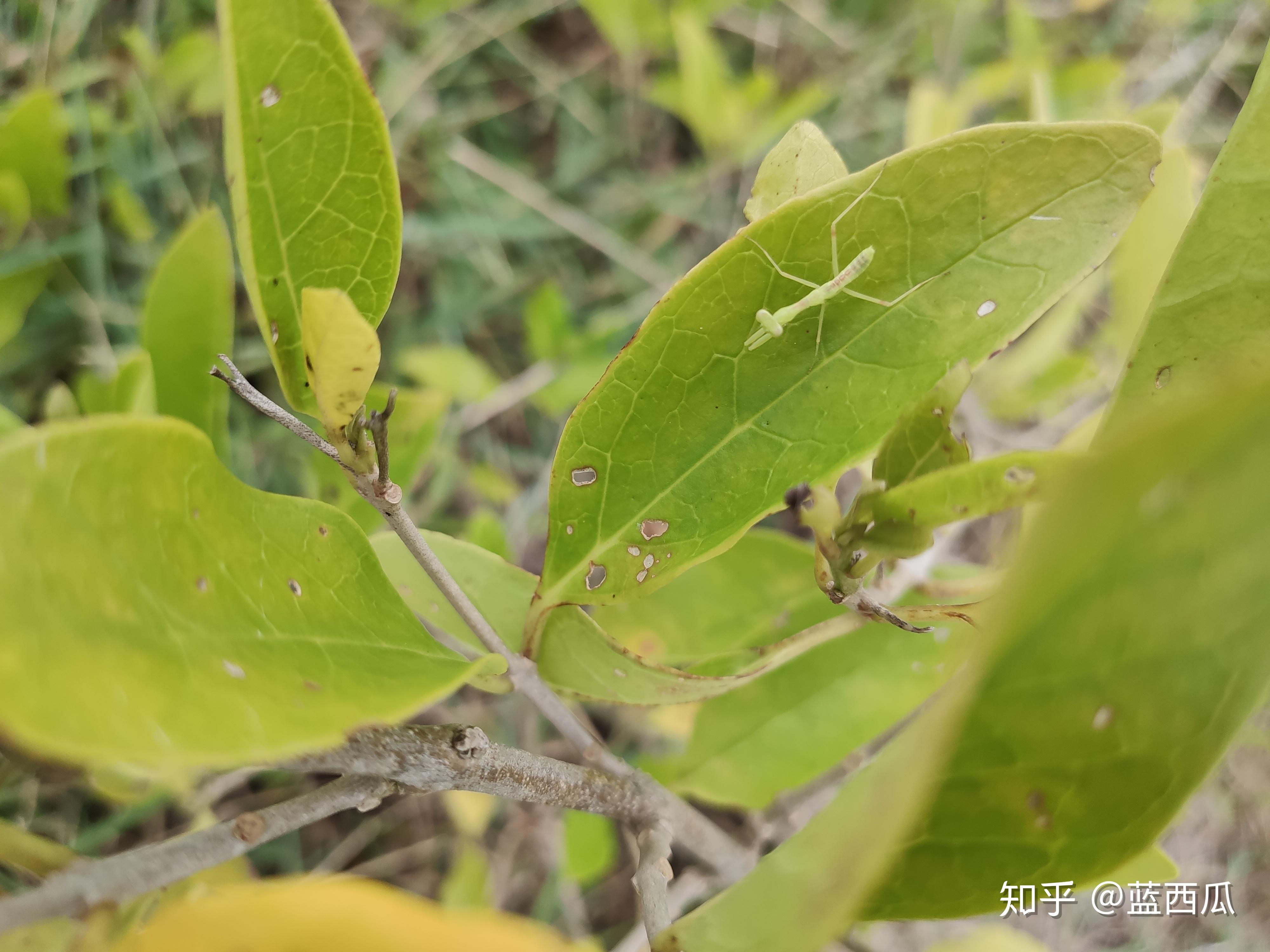 半红树植物唇形科