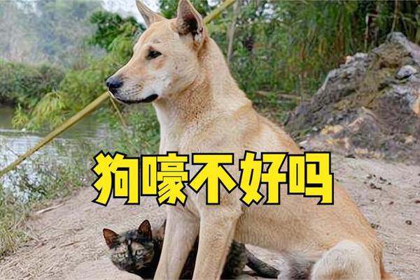 “鬼哭不害怕,狗嚎吓死人”,为何怕狗嚎?看看3种解释就知道 - 知乎