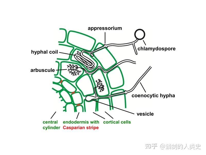【地球生物全系列——真菌篇】真菌界—球囊菌门 - 知乎