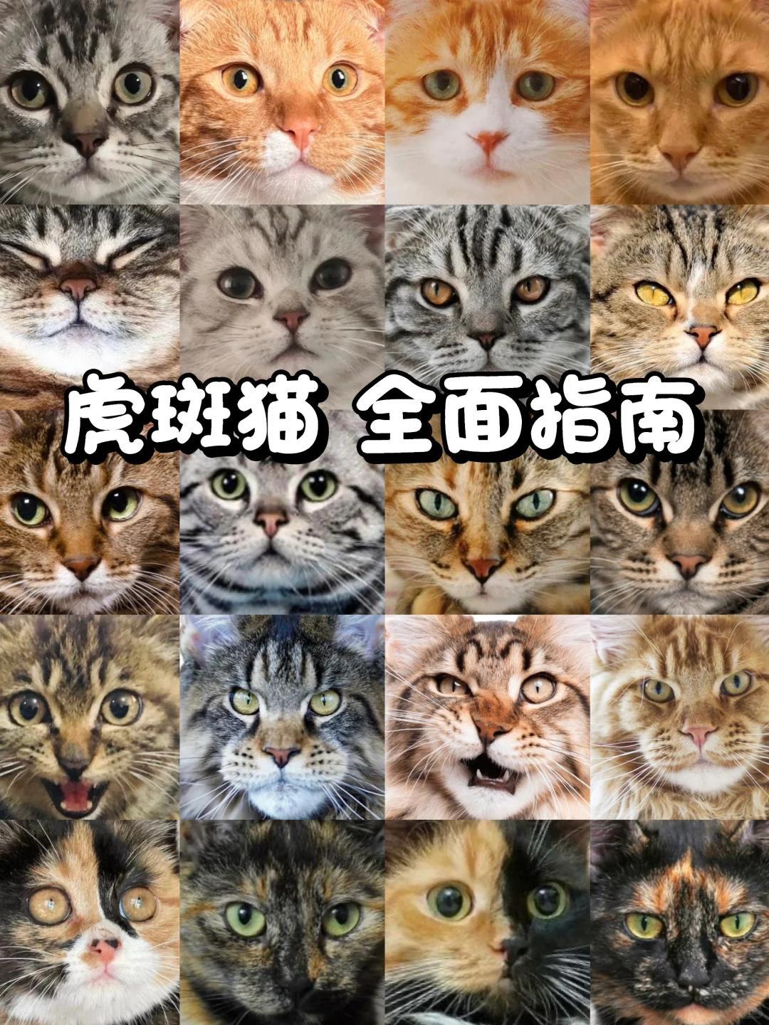 虎斑猫属于什么档次?深入了解虎斑猫