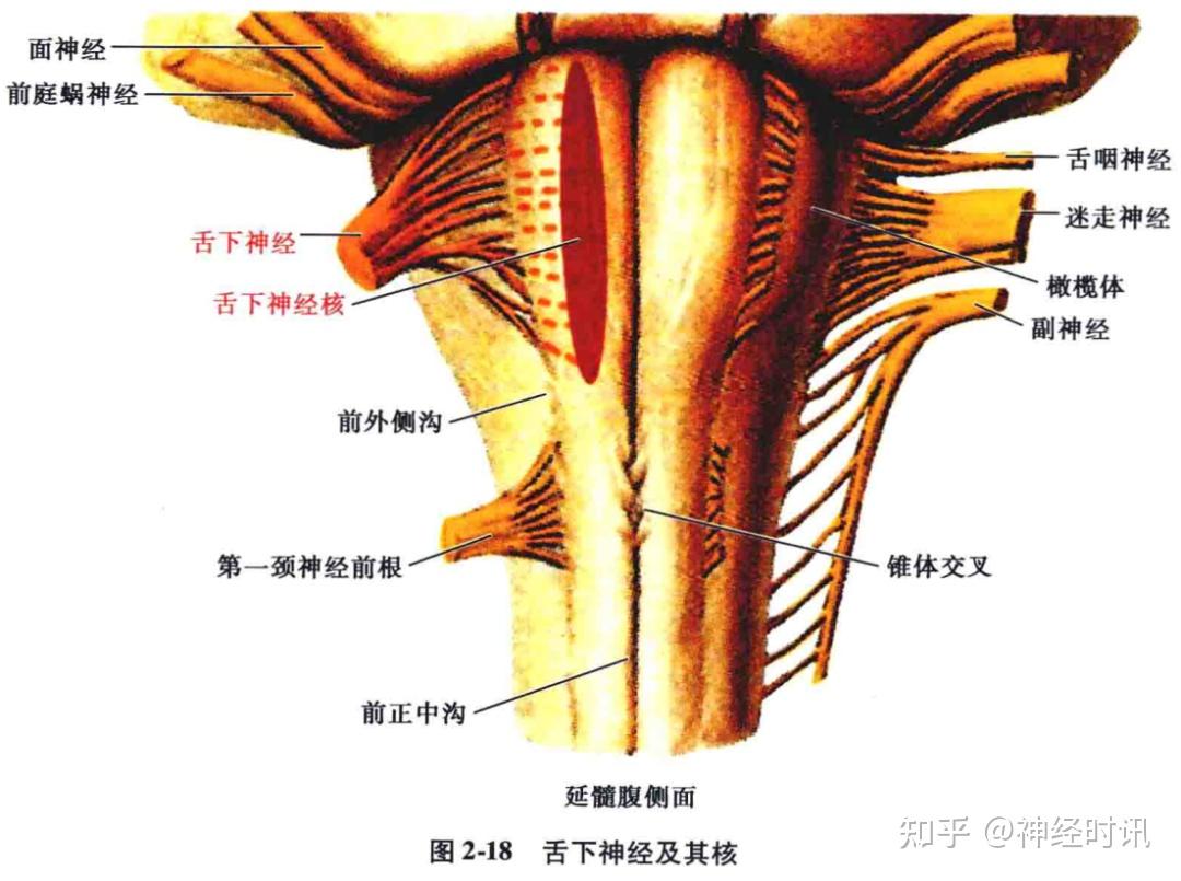 脑橄榄体解剖图片