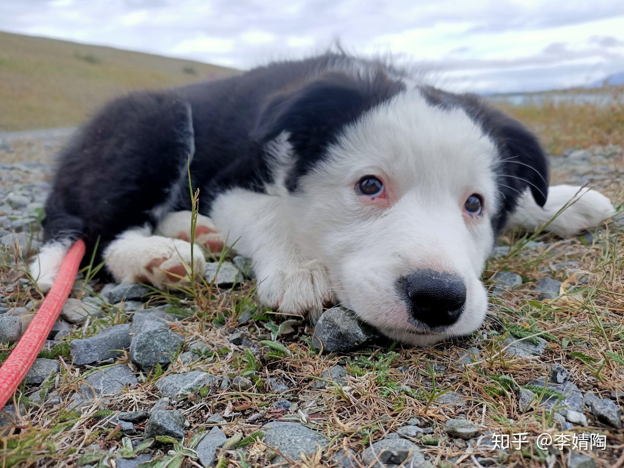 边牧嘴边的斑点会变多吗? - 知乎