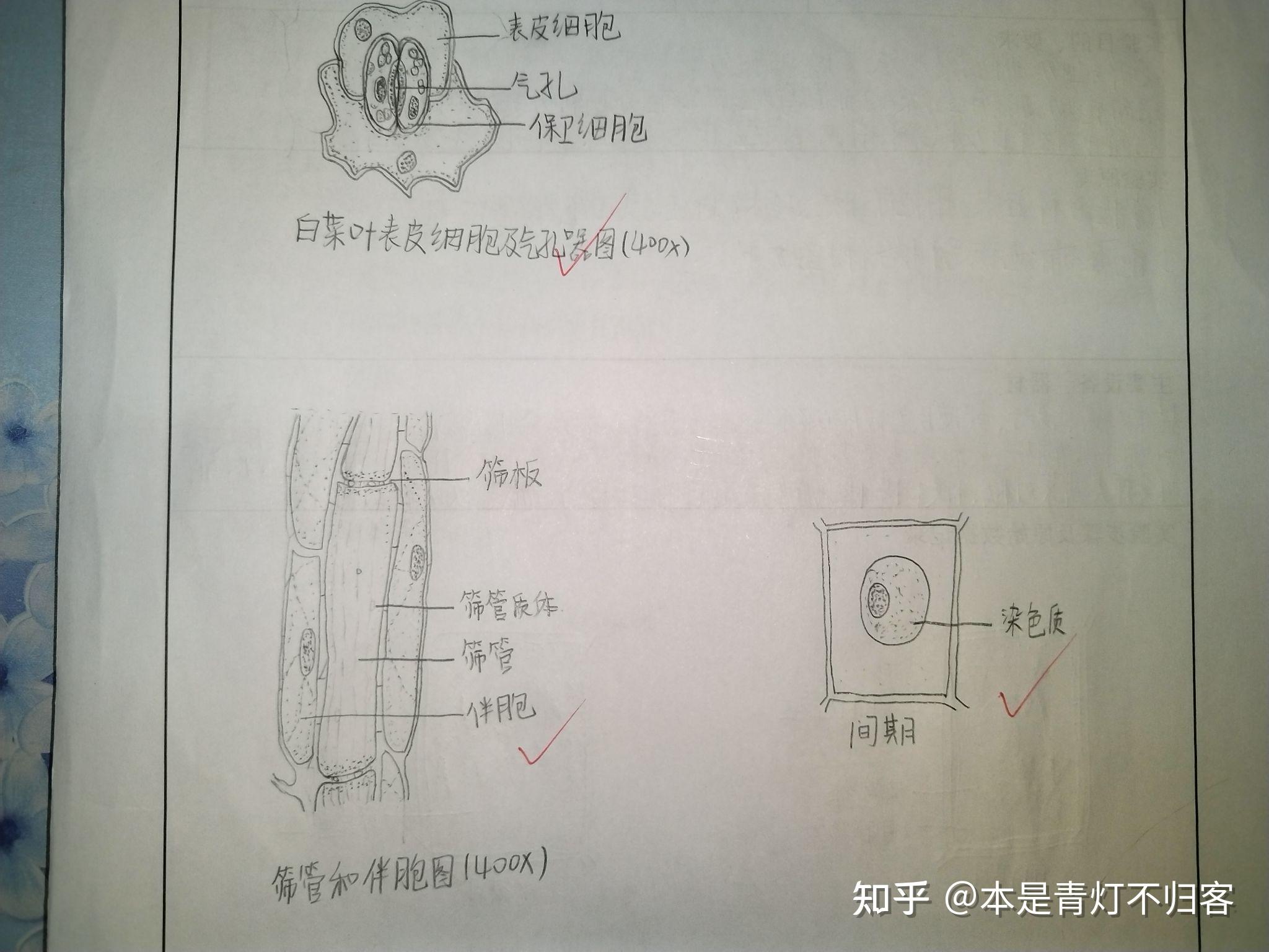 植物细胞分裂与组织 - 知乎