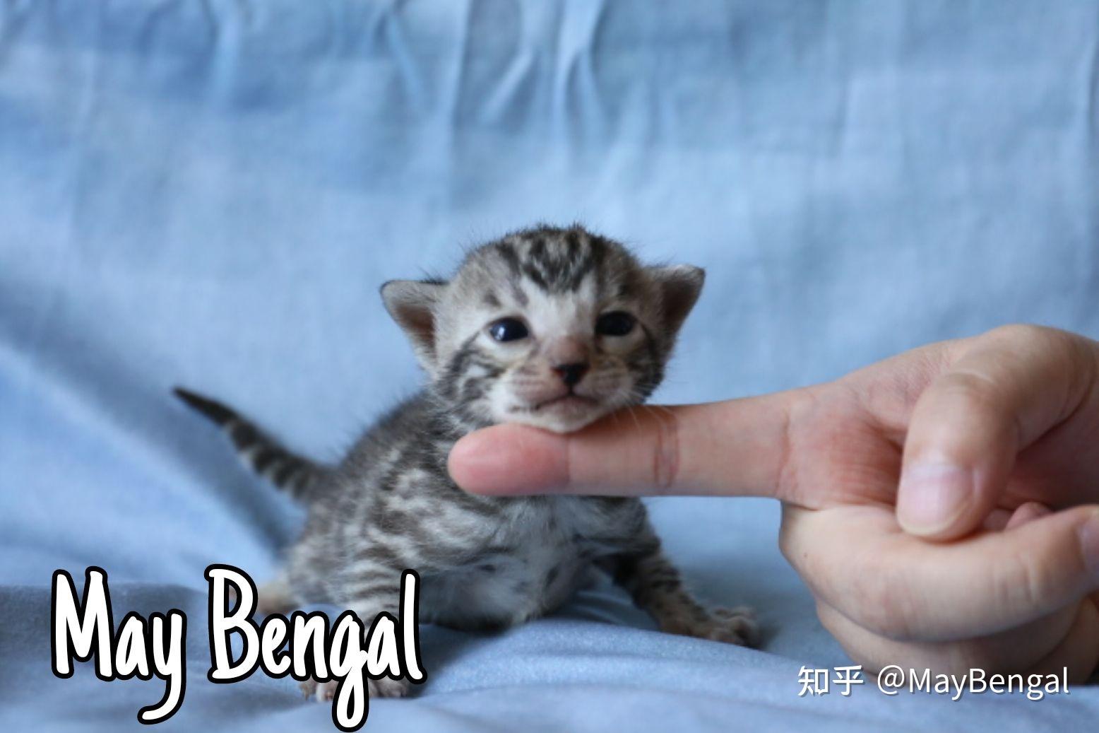 孟加拉豹猫繁育人67maybengal