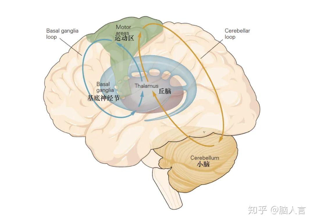 黑白键vs.灰白质,弹钢琴如何让脑与众不同? - 知乎