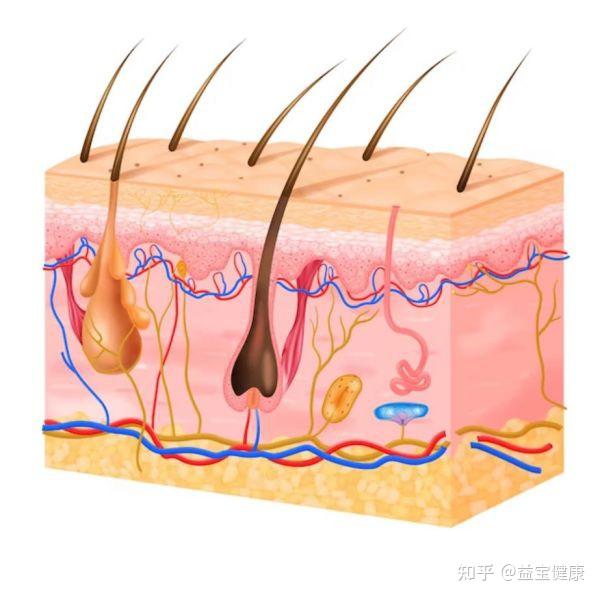 皮肤神经末梢图片