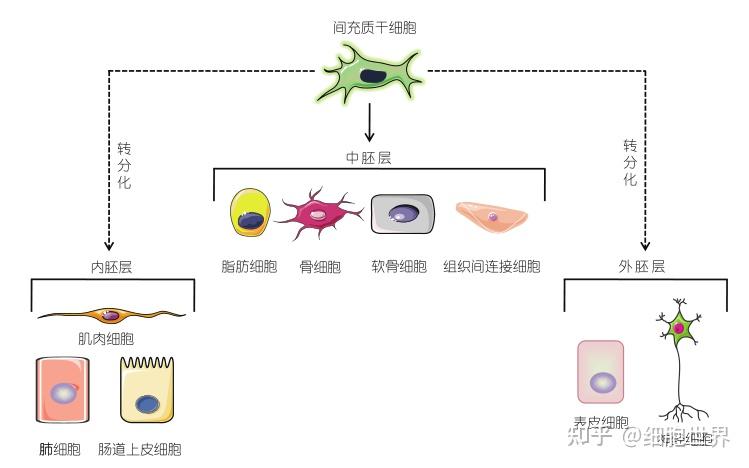 mscs具有分化成多种细胞类型的潜能