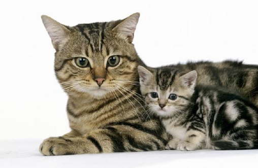 v2-d2ab41a91edef8755c92fe84e6353e4f_1440w.jpg?source=172ae18b