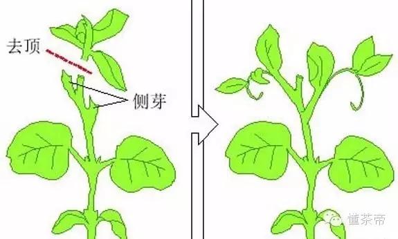 是否为古树高手通过茶芽就能看出