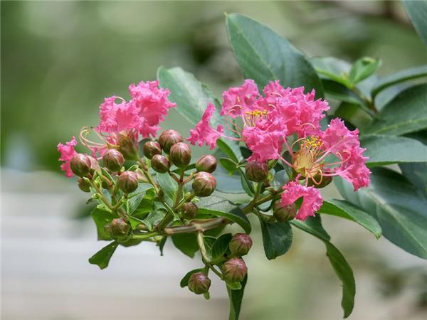 7月这10种正值花期的花 你最喜欢哪一种 知乎