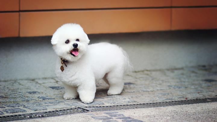 犬 猫常见的保定方法 知乎 犬 猫常见的保定方法 知乎