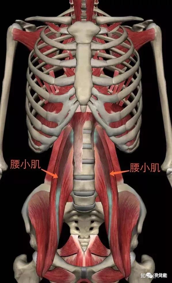 "腰肌"劳损是指哪块肌肉