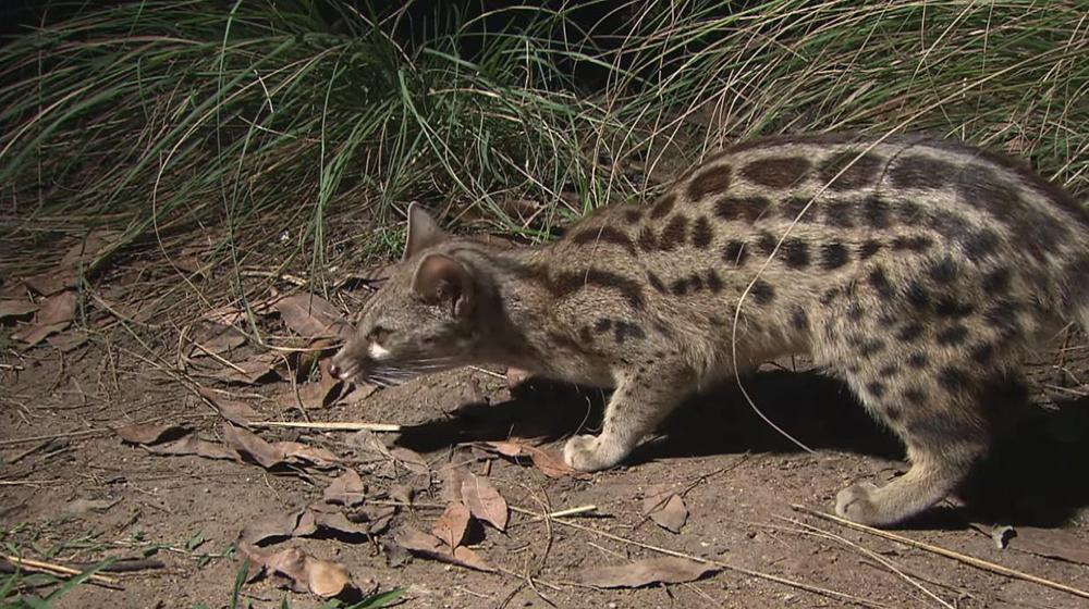 红外相机拍到斑林狸活动身影,你对这种动物的了解都有多少? - 知乎