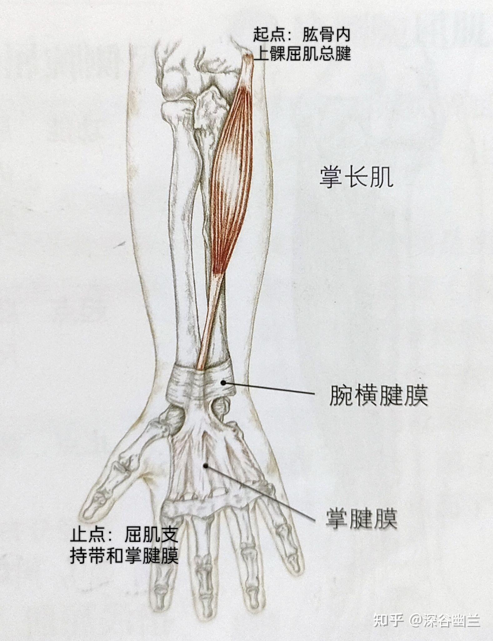 掌长肌位置图,掌长肌位置图片 - 伤感说说吧
