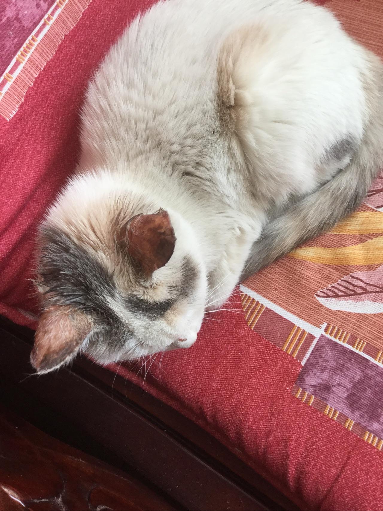 请问我家猫咪这猫藓怎么治?