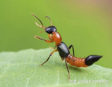 是什么虫子阿,怎么办?