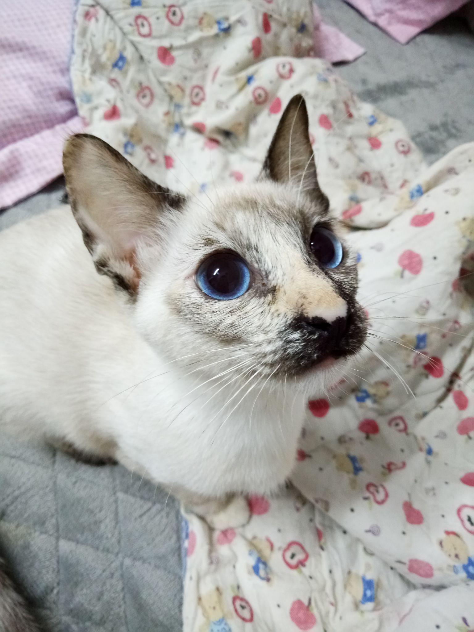 海豹色玳瑁色暹罗猫是什么样子的