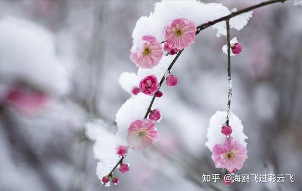 江寒水不流，鱼嚼梅花影 - 知乎