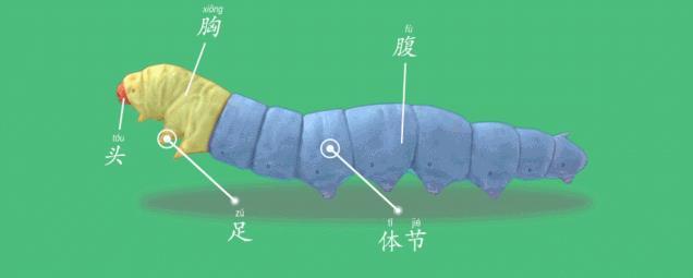 蚕的身体结构是怎样的 知乎 蚕的身体结构是怎样的 知乎