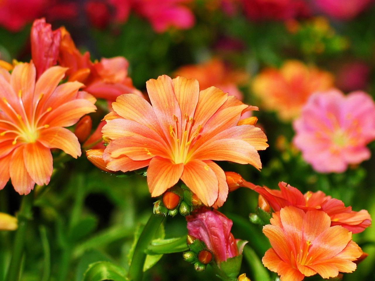 2. 嫁接紫玉兰方法