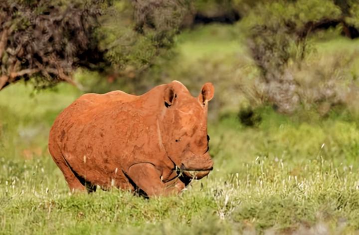 为什么动物进化不出皮甲？