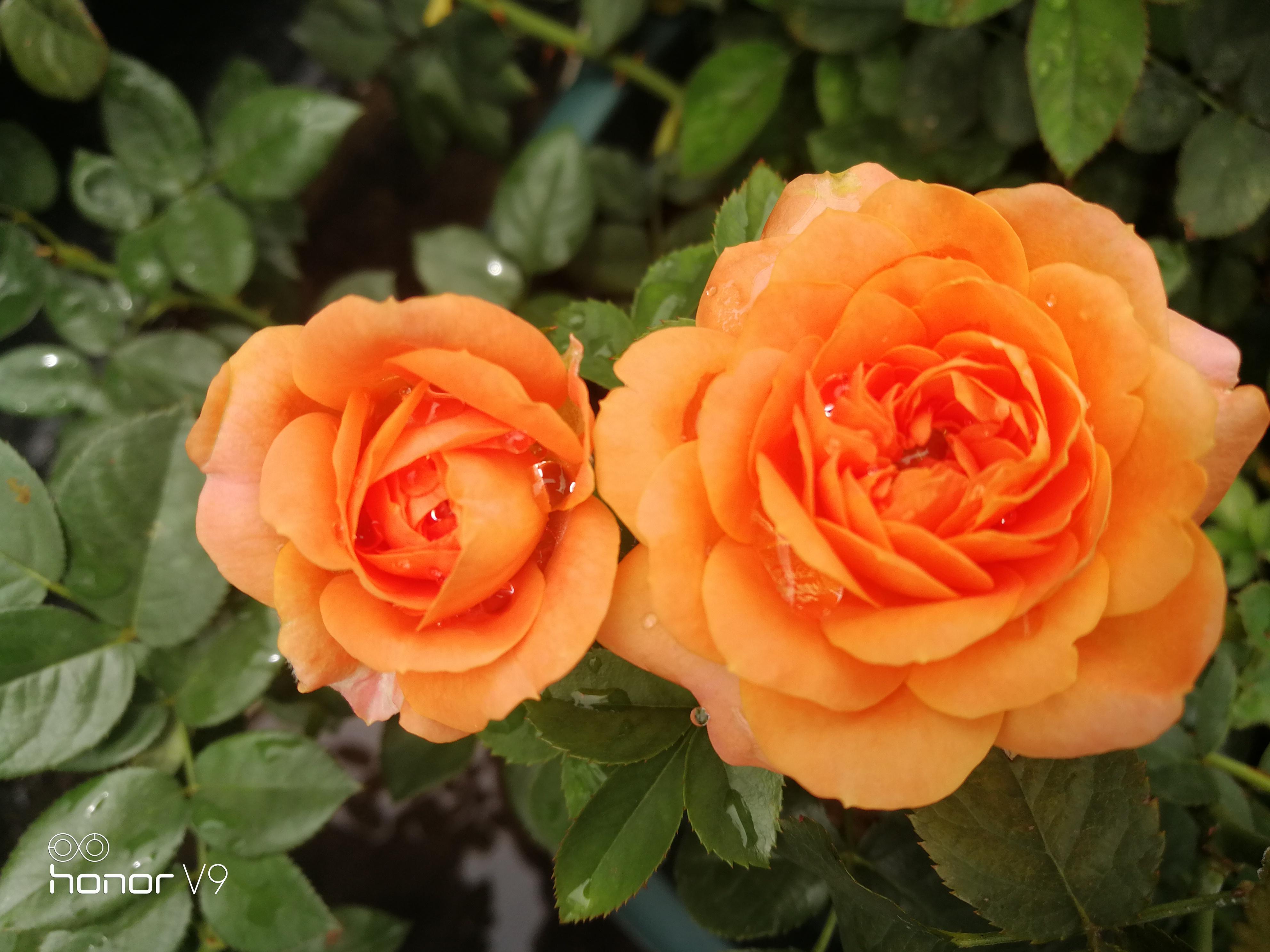 果汁阳台月季橙色微月荷兰阳台系列