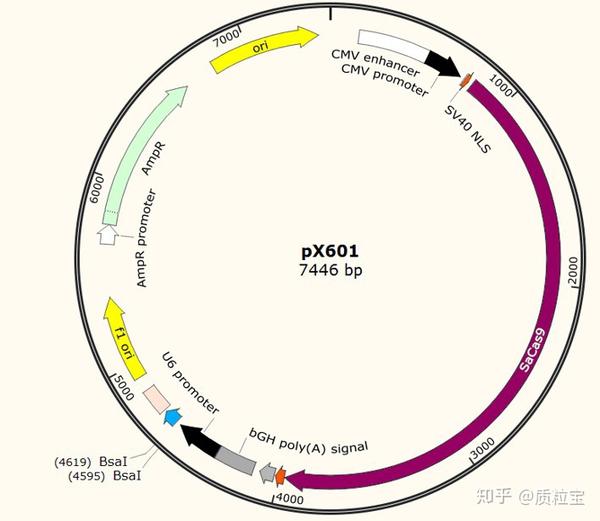 PX601 腺相关病毒AAV 基因敲除载体 CRISPR-Cas9载体 CMV启动子 - 知乎