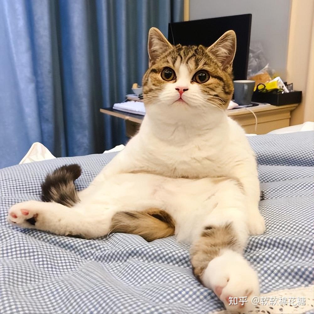 长期养猫的人,有7个特点越来越明显,瞒不住的 - 知乎